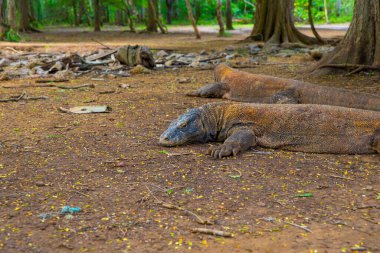 Komodo Dragon, the largest lizard in the world walks on the ground. It is a dangerous and carnivore prehistoric animal. Komodo Island, Indonesia, south Asia.
