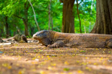 Komodo Dragon, the largest lizard in the world walks on the ground. It is a dangerous and carnivore prehistoric animal. Komodo Island, Indonesia, south Asia.
