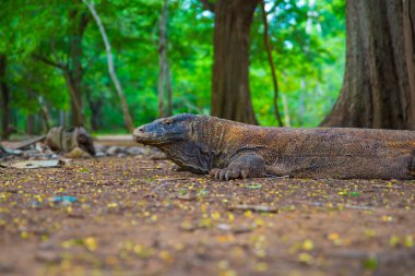 Komodo Dragon, the largest lizard in the world walks on the ground. It is a dangerous and carnivore prehistoric animal. Komodo Island, Indonesia, south Asia.