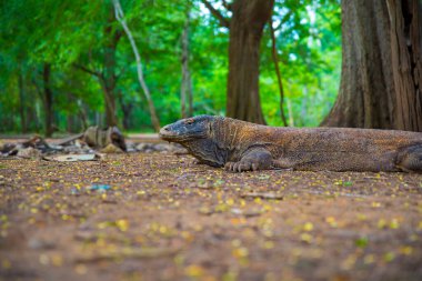 Komodo Dragon, the largest lizard in the world walks on the ground. It is a dangerous and carnivore prehistoric animal. Komodo Island, Indonesia, south Asia.