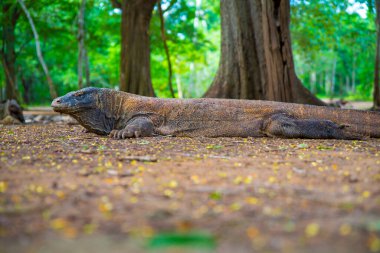 Komodo Dragon, the largest lizard in the world walks on the ground. It is a dangerous and carnivore prehistoric animal. Komodo Island, Indonesia, south Asia.