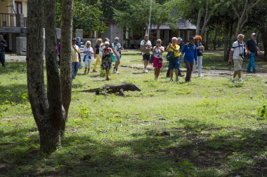 Komodo Dragon, the largest lizard in the world walks on ground. It is a dangerous prehistoric animal. Some tourists around and the rangers make the place safe. Komodo Island, Indonesia, south Asia.