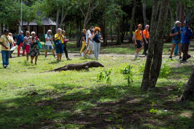 Komodo Dragon, the largest lizard in the world walks on ground. It is a dangerous prehistoric animal. Some tourists around and the rangers make the place safe. Komodo Island, Indonesia, south Asia.