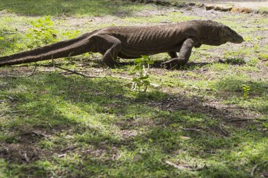 Komodo Dragon, the largest lizard in the world walks on the ground. It is a dangerous and carnivore prehistoric animal. Komodo Island, Indonesia, south Asia.