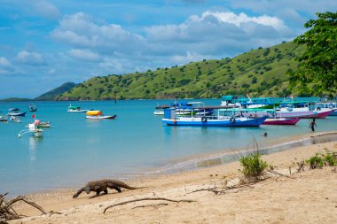 Komodo Dragon, the largest lizard in the world walks free on the beach next to the boats. It is a dangerous and carnivore prehistoric animal. Komodo Island, Indonesia, south Asia.