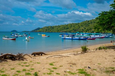Komodo Dragon, the largest lizard in the world walks free on the beach next to the boats. It is a dangerous and carnivore prehistoric animal. Komodo Island, Indonesia, south Asia.