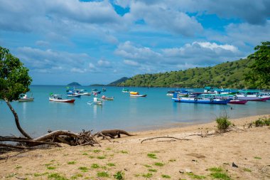 Komodo Dragon, the largest lizard in the world walks free on the beach next to the boats. It is a dangerous and carnivore prehistoric animal. Komodo Island, Indonesia, south Asia.