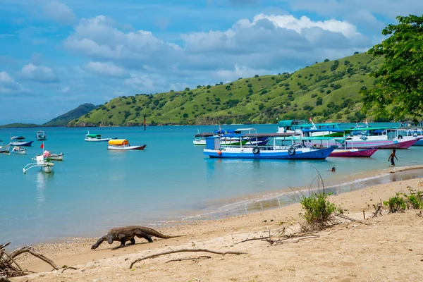 Komodo Dragon, the largest lizard in the world walks free on the beach next to the boats. It is a dangerous and carnivore prehistoric animal. Komodo Island, Indonesia, south Asia.
