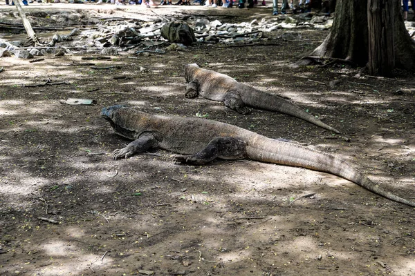 Komodo Dragon, the largest lizard in the world walks on the ground. It is a dangerous and carnivore prehistoric animal. Komodo Island, Indonesia, south Asia. — Stock Image Komodo Dragon Largest Lizard World Walks Ground Dangerous Carnivore Prehistoric Royalty Free Stock Photos