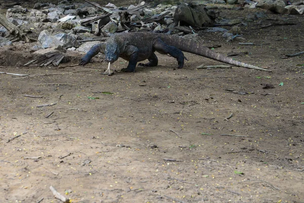 Komodo Dragon, the largest lizard in the world walks on the ground. It is a dangerous and carnivore prehistoric animal. Komodo Island, Indonesia, south Asia. — Stock Image Komodo Dragon Largest Lizard World Walks Ground Dangerous Carnivore Prehistoric Royalty Free Stock Photos