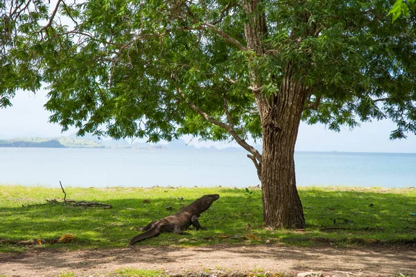 Komodo Dragon, the largest lizard in the world walks on the ground. It is a dangerous and carnivore prehistoric animal. Komodo Island, Indonesia, south Asia. — Stock Image Komodo Dragon Largest Lizard World Walks Ground Dangerous Carnivore Prehistoric Stock Picture