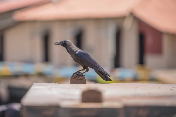 Colombo Sri Lanka April 2019 Street Pettah Market Manning Market — 图库照片