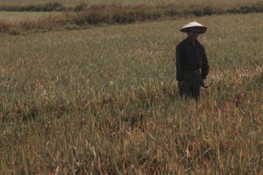 Phu Yen, Vietnam, 09-03-2018, Vietnam kırsalındaki çeltik tarlalarında işe giden çiftçiler. Vietnam 'da Mekong ve Kızıl Nehir deltalarında pirinç üretimi gıda tedariği açısından önemlidir.