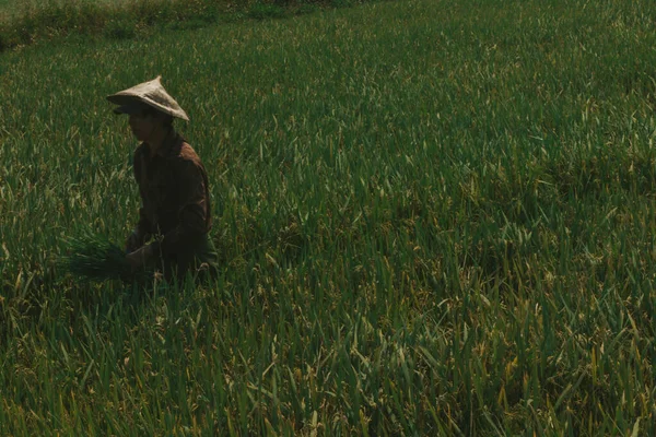 Phu Yen Vietnam 2018 Agricultores Camino Trabajar Través Arrozales Campo —  Fotos de Stock