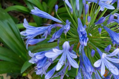 Çok renkli çiçek arkaplanı. Mor ve Menekşe Güllü Çiçek Duvar Kağıdı.