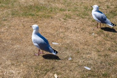 Vahşi hayattaki vahşi beyaz kuşlar.