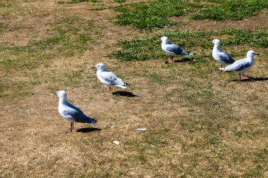 Vahşi hayattaki vahşi beyaz kuşlar.