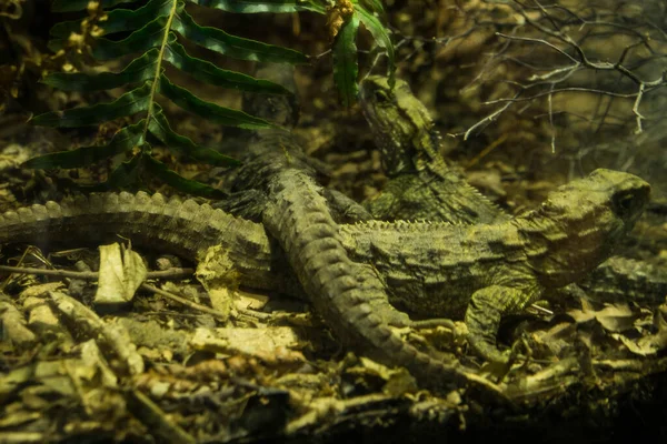 Common Wall Lizzards Ina Forest Wild Life — Stock Photo, Image