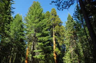 Yosemite Milli Parkı - devleri Sequoia