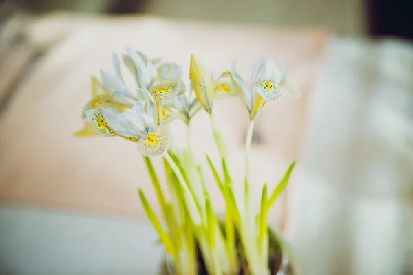 Home in colorful letters and spring flowers