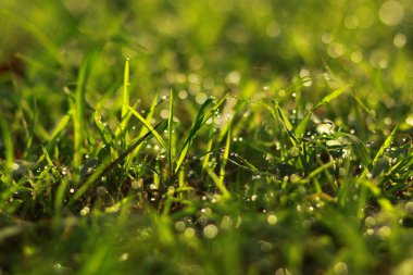 Sabahları taze çimen