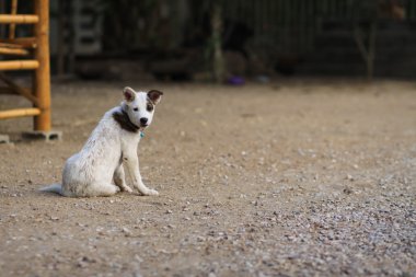 Bana bak köpek yavrusu