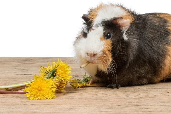 Eskiden şiling şimdi pigs yeme — Stok fotoğraf