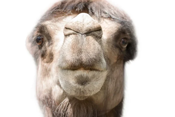 Head of a camel close up — Stock Photo, Image