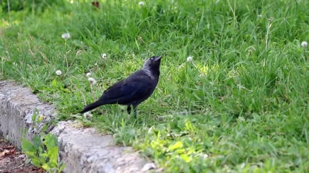 Crow op gras in stad — Stockvideo