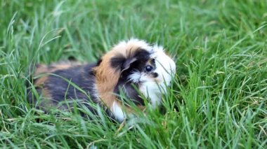 Çim closeup eskiden şiling şimdi pigs