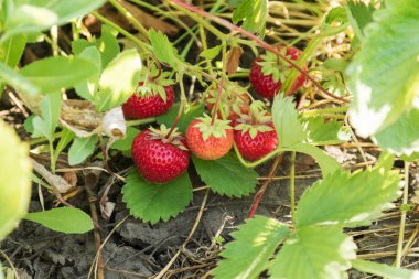 Bahçede olgun çilek