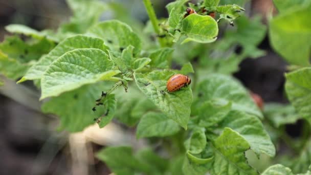 Escarabajo de Colorado comiendo hoja de patata — Vídeos de Stock