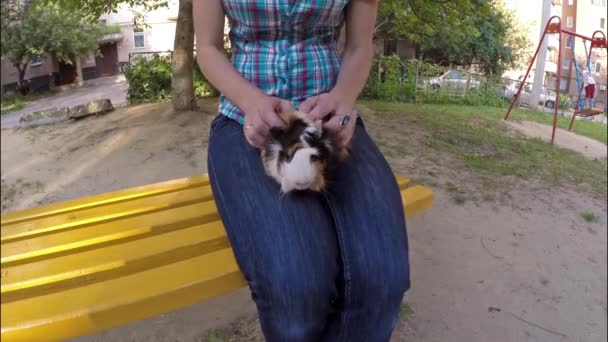 Cavia in handen — Stockvideo