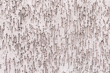 Doku sıva kabukları böcek