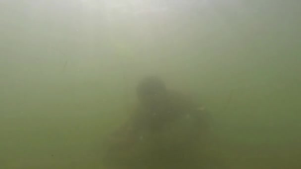 Бородач плавает под водой — стоковое видео