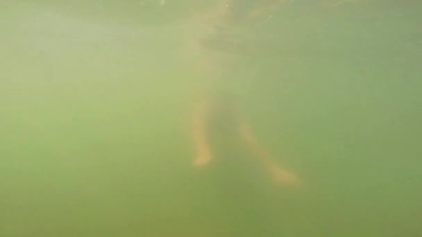 Бородач под водой — стоковое видео