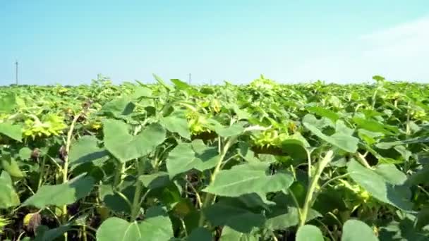 Blühendes Sonnenblumenfeld — Stockvideo