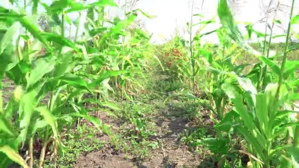 Κορίτσι σε cornfield — Αρχείο Βίντεο