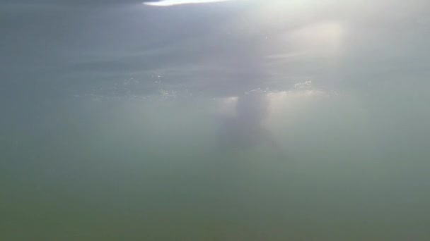 Petit garçon sous l'eau 
