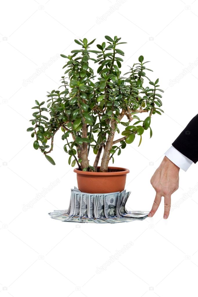Crassula ovata or jade plant with money and human hand