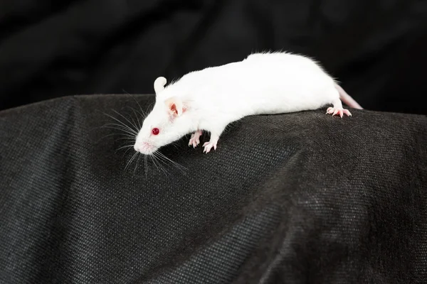 White mouse with red eyes on black fabric
