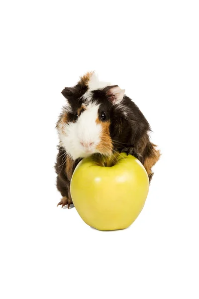 几内亚猪在一个绿色的苹果 — 图库照片