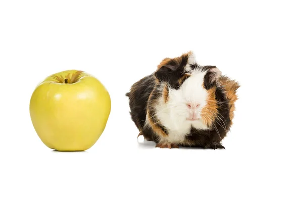 Eskiden şiling şimdi domuz ve bir elma — Stok fotoğraf