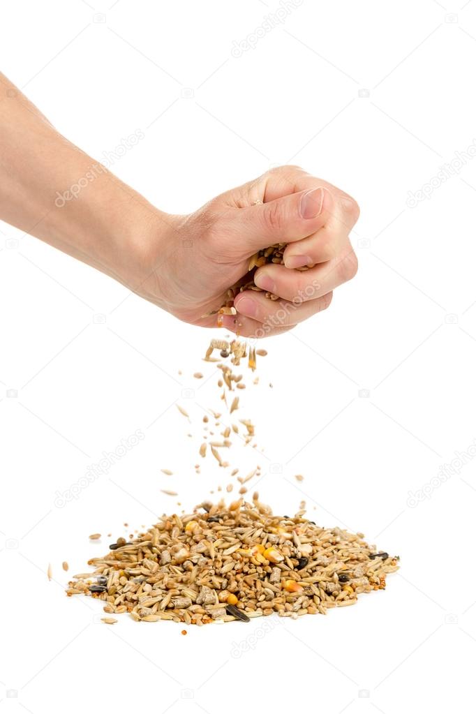 Human hand pours grain