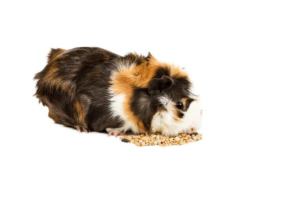 Meerschweinchen essen — Stockfoto