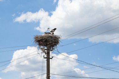 Leylek yuvası yüksek bir yazı