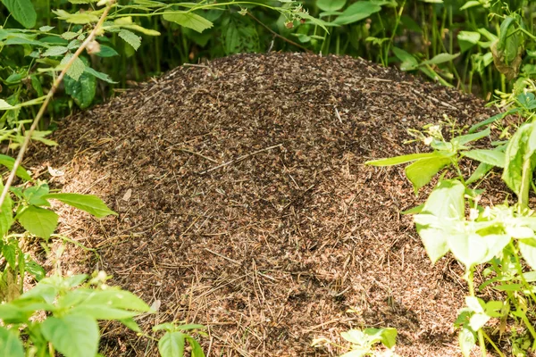 Великий мурашок з колонією мурах — стокове фото
