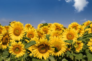 Ayçiçeği alan mavi gökyüzü altında