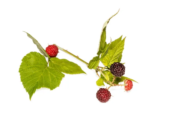 Blackberry sprig — Fotografie, imagine de stoc