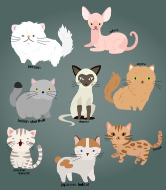 Kedi vektör Set